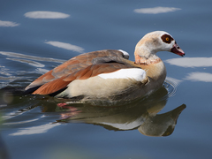 Alopochen aegyptiaca