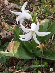 Ornithogalum nutans