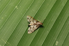 Azochis