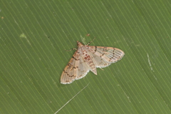 Azochis