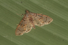 Azochis