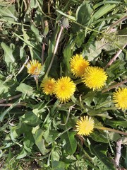Taraxacum officinale