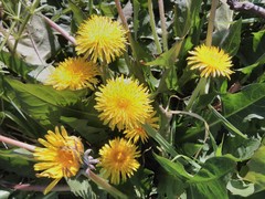 Taraxacum officinale