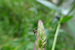 Nanophyes marmoratus