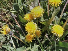 Taraxacum officinale