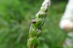 Nanophyes marmoratus