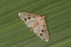 Azochis