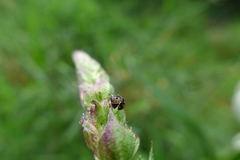 Nanophyes marmoratus