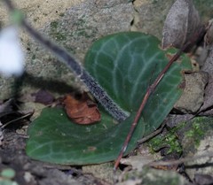 Holothrix orthoceras