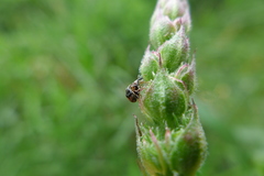 Nanophyes marmoratus