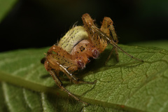 Neoscona rufipalpis