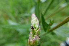 Nanophyes marmoratus