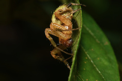 Neoscona rufipalpis