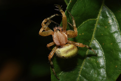 Neoscona rufipalpis