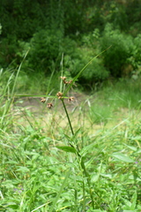 Bolboschoenus laticarpus