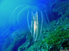 Leucothea multicornis