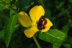 Telenassa berenice