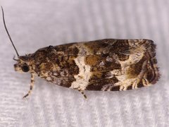 Olethreutes valdanum