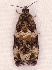 Olethreutes valdanum