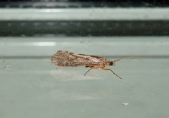 Aoteapsyche catherinae