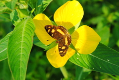 Telenassa berenice
