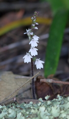 Holothrix orthoceras