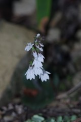 Holothrix orthoceras