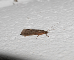 Aoteapsyche catherinae