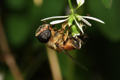 Phytomia