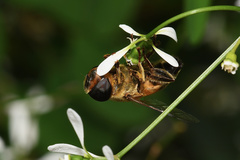 Phytomia