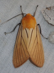 Pseudischnocampa