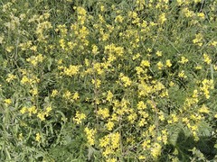 Diplotaxis tenuifolia