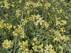 Diplotaxis tenuifolia