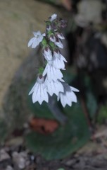 Holothrix orthoceras