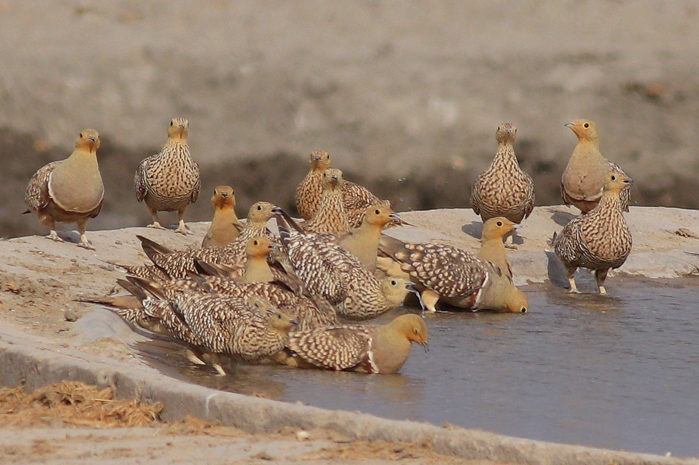 Namaqua Sandgrouse illustration