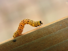 Heterolocha