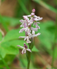 Galearis rotundifolia