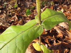 Triosteum perfoliatum