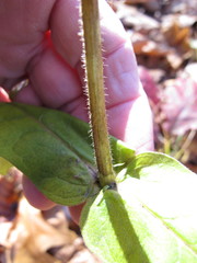 Triosteum perfoliatum