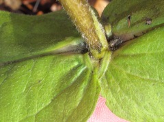 Triosteum perfoliatum