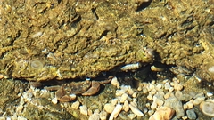 Cyclograpsus punctatus