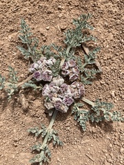 Vesper constancei