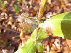 Triosteum perfoliatum