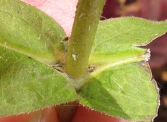 Triosteum perfoliatum