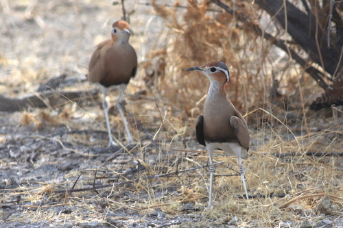 Burchell's Courser (Cursorius rufus), photo 10
