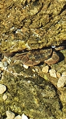 Cyclograpsus punctatus