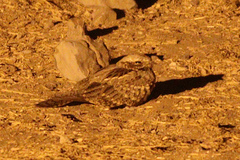 Caprimulgus rufigena