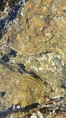 Cyclograpsus punctatus