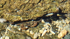 Cyclograpsus punctatus