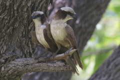 Eurocephalus anguitimens